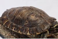 tortoise shell 0003